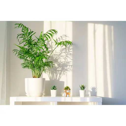 Торфосуміш COMPO SANA® для зелених рослин і пальм 10 л - фото 10