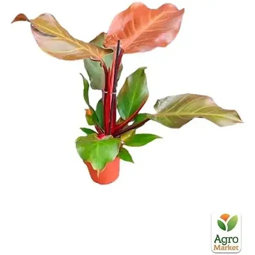 LMTD Филодендрон Agro-Market Sunlight 30-40 см (182693) 1 саженец в упаковке комнатный - фото 3