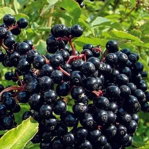 Бузина чорна "Хайдег" контейнер Р9 (189432) 1 саженец - фото 1