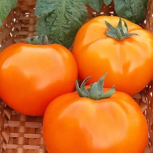 Томат Весна Хурма (в банке) Органик 3г (44914) - фото 2