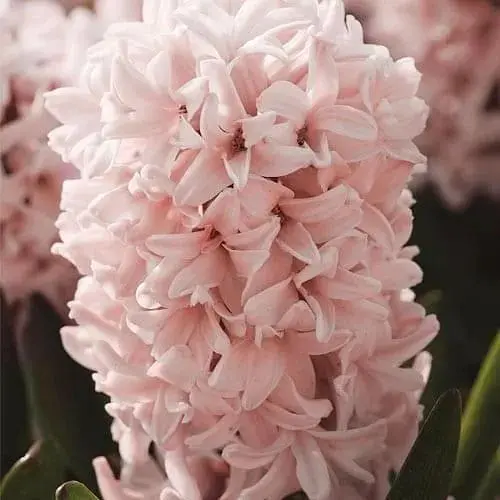 Гиацинт "Apricot Passion" (17241) 2 шт - фото 1