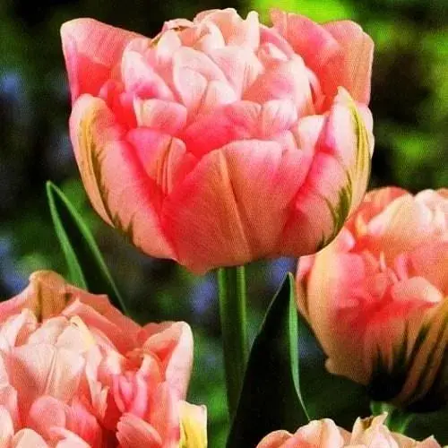 Тюльпан "Peach Blossom" 3 шт (17113) - фото 1