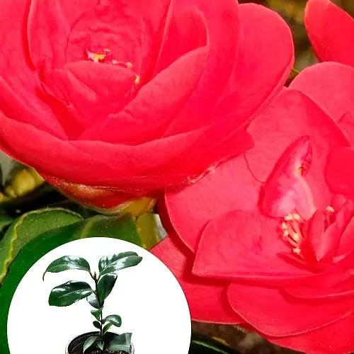 Камелія японська "Mary Williams" (181743) 1 саженец Нідерланди - фото 2