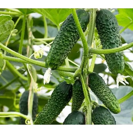 Огурец Rijk Zwaan Пуччини F1 10 шт. - фото 1