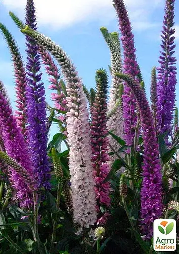 Вероника Колосиста "Blue Indigo" (99167) 1 саженец - фото 2
