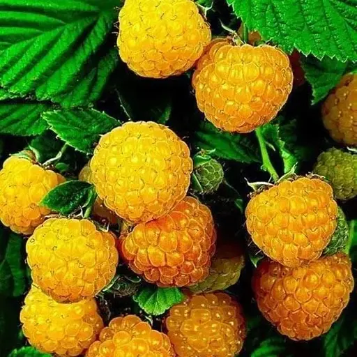 Малина Agro-Market "Утренняя роса" (ремонтантный крупноплодный сорт) 1-летний саженец (189521) 1 шт в упаковке - фото 1