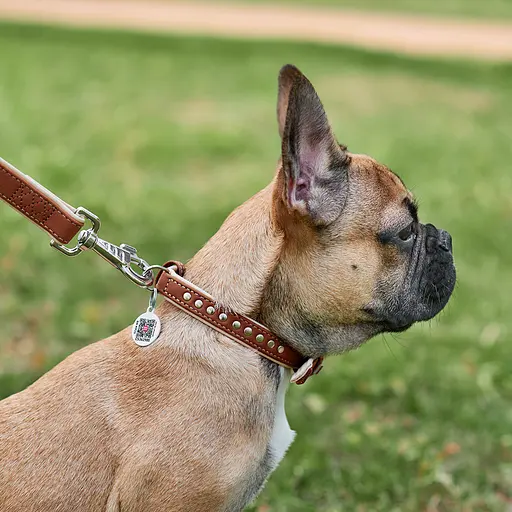 Нашийник для собак шкіряний Waudog Soft з QR-паспортом металічні прикраси Ш 15 мм Д 27-36 см коричневий - фото 5