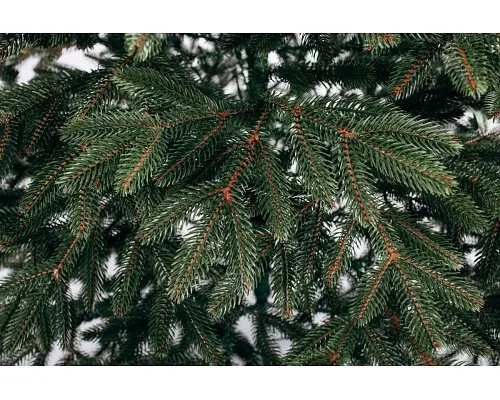 Лита Бельгійська ялинка з густою хвоєю (Зелена) 1.6м - фото 6