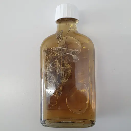 Настоянка на траві сушениця сухоцвіт болотний 200 мл - фото 2