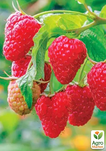 Малина Agro-Market "Саня" (среднеранний срок созревания) 1-летний саженец (189477) 1 шт в упаковке - фото 2