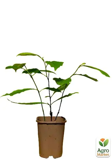 Магнолія 3-х річна Суланжа "Alexandrina" (висота 40-50см) (60452) 1 саженец - фото 3