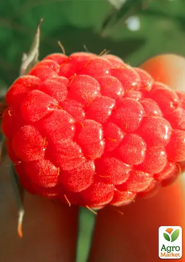 Малина Agro-Market "Версаль" (ранний срок созревания, высокоурожайный и бесшипый сорт) 1-летний саженец (189532) 1 шт в упаковке - фото 2