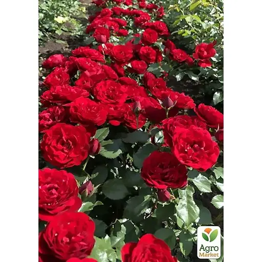 Роза бордюрная Agro-Market Торнадо в контейнере, высший сорт (185429) 1 саженец в упаковке - фото 1