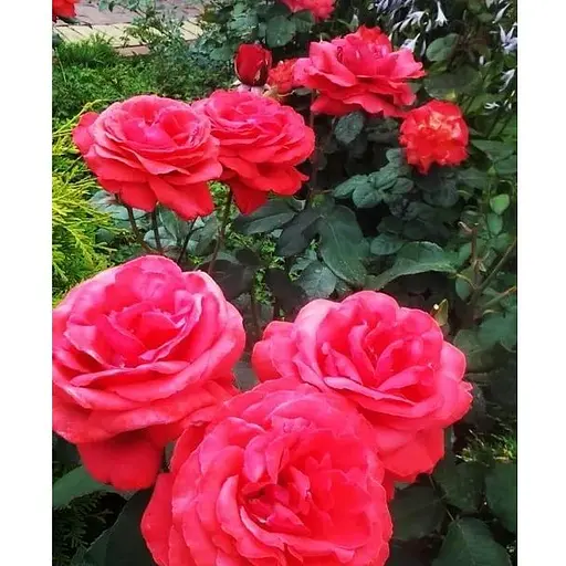 Роза в контейнере чайно-гибридная "Duftwolke" (садник класса АА+) (180837) 1 саженец - фото 1