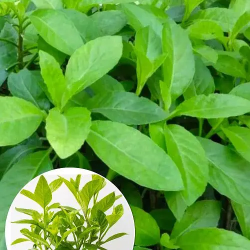 Джинура Procumbens (шпинат долголетия) (184829) 1 саженец в упаковке - фото 1