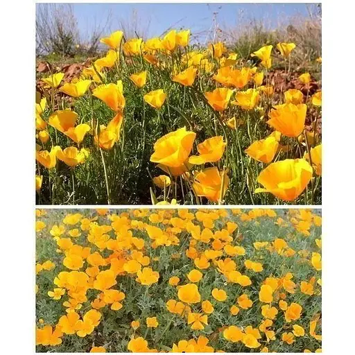 Эшшольция "Желтая Королева" Весна 2г (22466) - фото 1