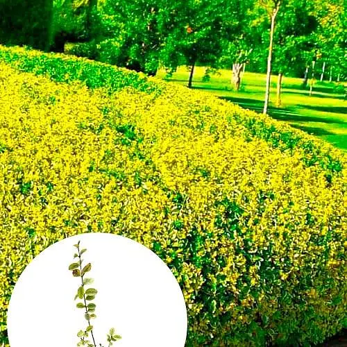 Бирючина овальнолиста "Aureum" С1.5 висота 35-40см (185365) 1 саджанець - фото 5