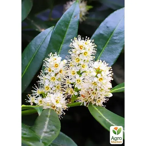 Лавровишня лекарственная на штамбе Agro-Market Novita С7.5 высота 100-110 см (182851) 1 саженец в упаковке - фото 3