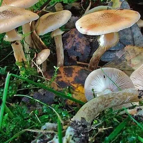 Міцелій на дубових брусочках "Опеньок цибулинноногий" 10шт (45260) - фото 1