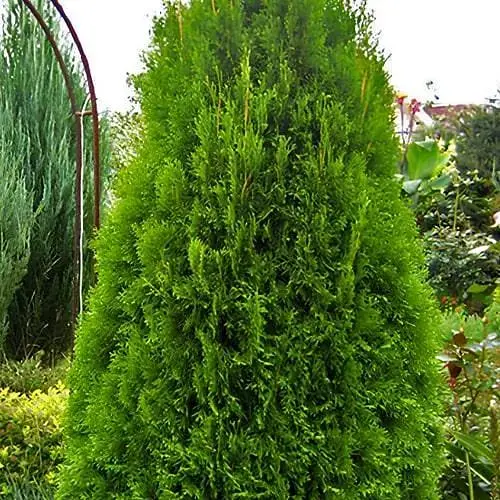Туя западная Smaragd Witbont (ком/сетка) высота 120-140 см (188422) 1 саженец в упаковке - фото 1