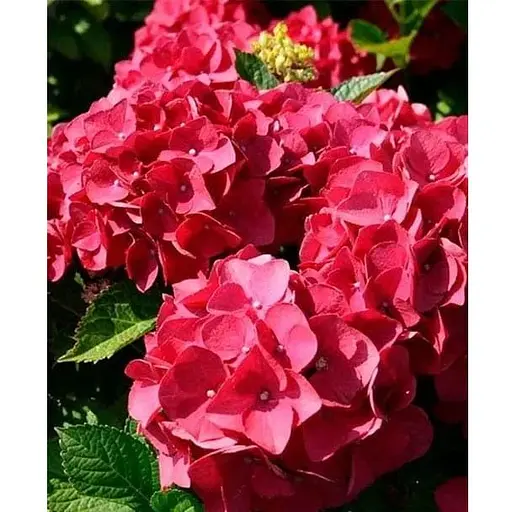 Гортензія крупнолистова 2-х річна "Red Baron" висота саджанця 20-40см (185072) 1 саженец - фото 1