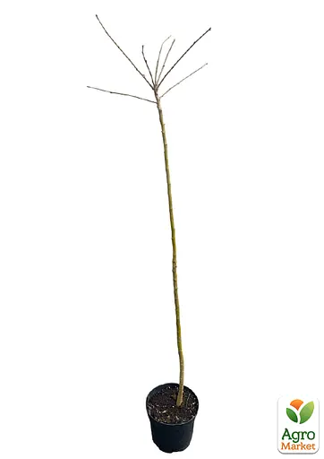 Бобовник ватерера на штамбі "Vossii" С5 висота 130-150см (184540) 1 саджанець - фото 5