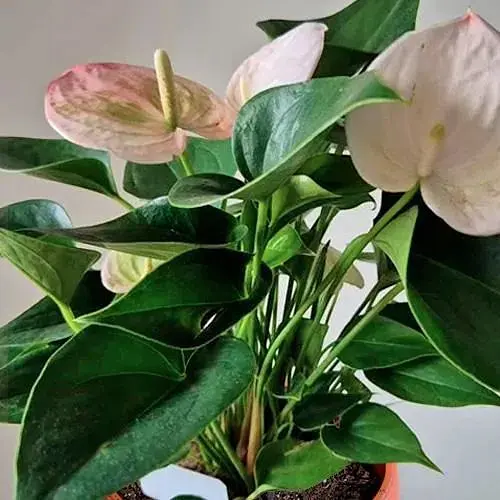 Антуриум (Anthurium) Agro-Market Fantasy Sprite" (высота 40-50см) (185961) 1 саженец в упаковке комнатный Нидерланды - фото 1