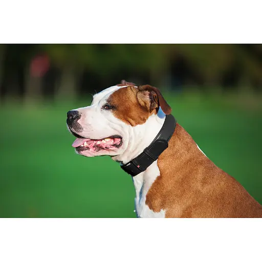 Ошейник для собак кожаный Waudog Glamour с QR-паспортом без украшений L Ш 25 мм Д 38-49 см черный - фото 5