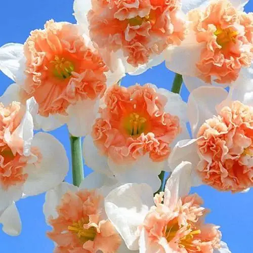 Нарцис "Fire Drill" (181291) 2 шт - фото 1