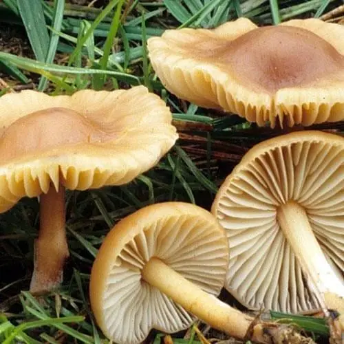 Сухий зерновий міцелій "Опеньок Луговий" 100г (45191) - фото 1