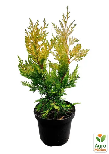 Купрессоципарис Лейланда Gold Rider (C2 высота 30-50см) (189168) 1 саженец - фото 2