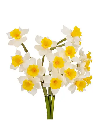 Букет нарцисів "Натхнення", білий, 50 см Elisey - фото 2