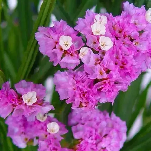 Статиця "Rose Lights" (кермек лимоніум сухоцвіт) (190067) 1 саджанець - фото 1