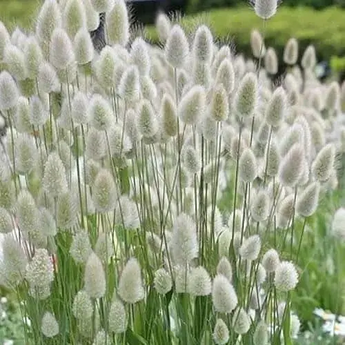 Зайцехвост (Зипер) Весна 0.1г (183414) - фото 1