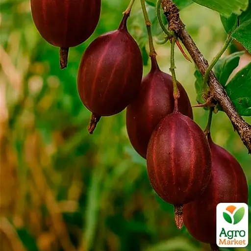 Крыжовник слабошипный Agro-Market "Тиксия" (средне-поздний срок созревания, крупноплодный сорт) (187490) 1 саженец в упаковке - фото 1