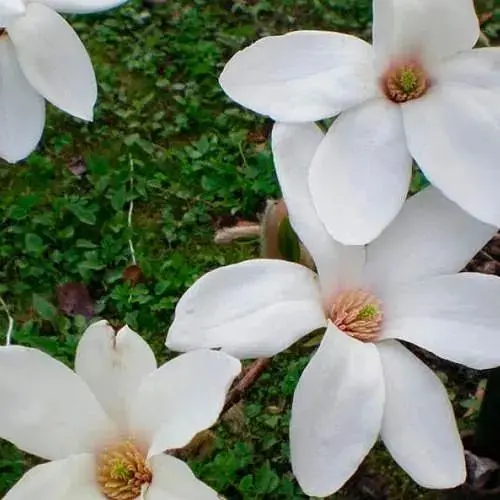 Магнолія 4-річна суланжа Cobus (висота 120-150см) (188672) 1 шт - фото 1