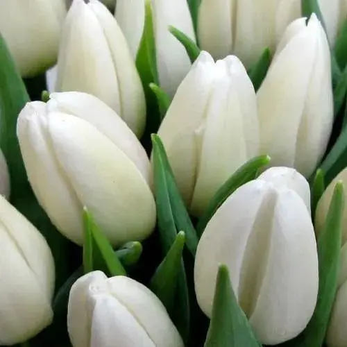 Тюльпан "White Prince" (186315) 2 шт - фото 1