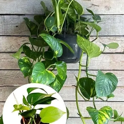 Эпипремнум Agro-Market Pinnatum 20-30см (185109) 1 саженец в упаковке Нидерланды - фото 3