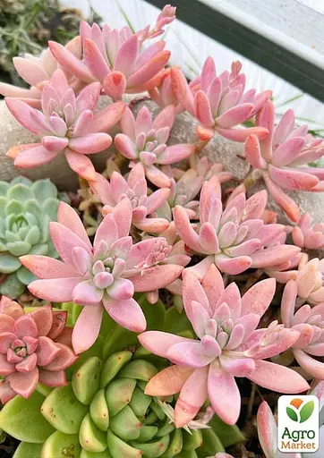 Граптоседум "Francesco Baldi" (182495) 1 саженец (комнатный) - фото 3