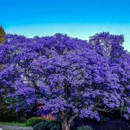 Павловнія бузкова Agro-Market Imperialis 2-х річна красивоквітучий швидкорослий сорт 133822 1 саджанець в упаковці - фото 1