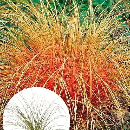 Осока теракотова "Prairie Fire" вазон С2 висота 20-40см (153284) 1 саженец - фото 4