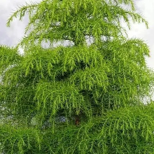 Криптомерия японская Элеганс Виридис (Cryptomeria japonica Elegans Viridis) вазон Р9 (82996) 1 саженец - фото 1