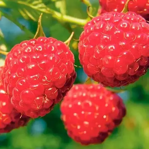 Малина Agro-Market "Polesie" (один из ведущих ремонтантных сортов польской селекции) 1-летний саженец (189507) 1 шт в упаковке - фото 1