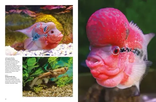 Tropical Fish: From Stingrays to Clown Fish - фото 4