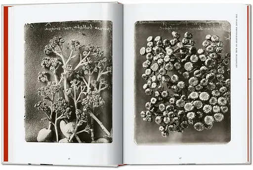 Karl Blossfeldt. The Complete Published Work. 40th Edition - фото 3