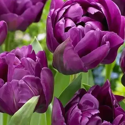 Тюльпан "Negrita Double" (186241) 2 шт - фото 1