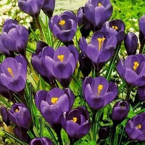 Крокус крупноцветковый "Negro Boy" 5 шт (17231) - фото 1