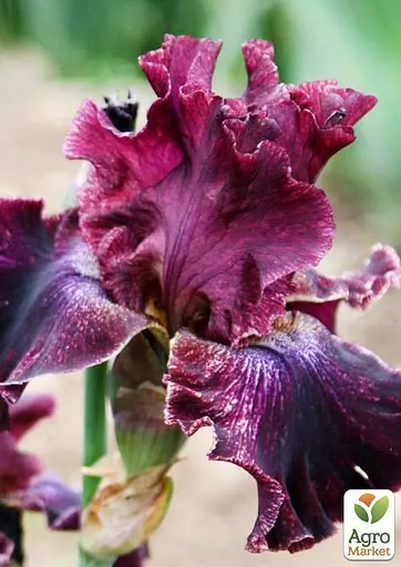Ірис бородатий великоквітковий "Pep Rally" 1 шт (41132) - фото 2