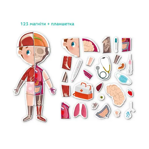 Розвиваюча магнітна гра "Людське тіло" DoDo 200220 - фото 4