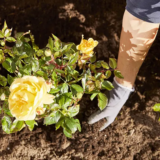 Тверде добриво тривалої дії для троянд COMPO 2 кг - фото 15